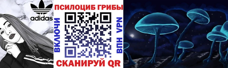 Псилоцибиновые грибы Cubensis  Суджа 